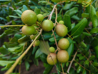 closeup of a group of longan plants that have just produced immature fruit, (unripe red longan)