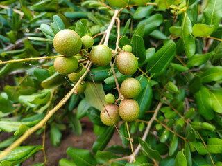 closeup of a group of longan plants that have just produced immature fruit, (unripe red longan)