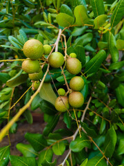 closeup of a group of longan plants that have just produced immature fruit, (unripe red longan)