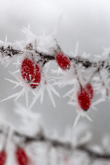 red berries in snow