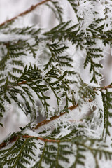 snow covered branches