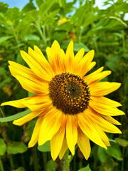 Fototapeta premium 元気よく咲くひまわり