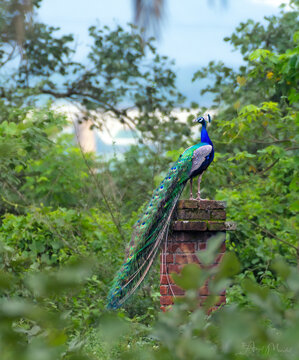 The most beautiful bird in a evening