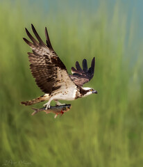 The Osprey with a Grand Catch. The Osprey is a bird of prey recognized for its fishing abilities. They can dive into the water and come out with a fish in their talons. They are often referred to as 