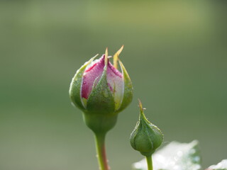 バラ　ジュビリーセレブレーション　つぼみ