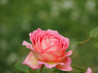 バラ　ジュビリーセレブレーション