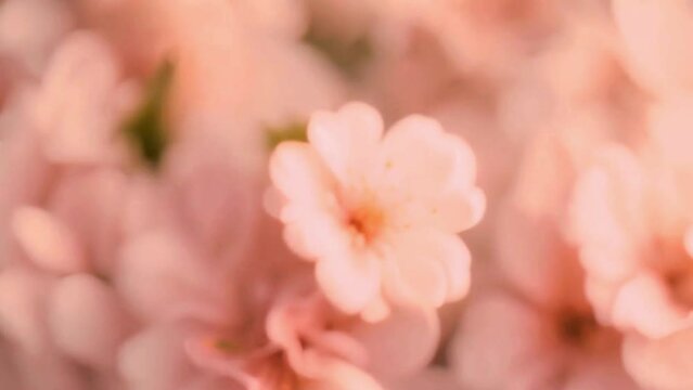 flower macro background in peach fuzz color