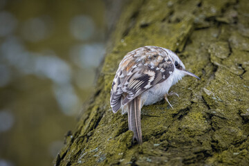 Eurasian treecreeper holds onto a green tree trunk and climbs up. Close-up portrait of Eurasian treecreeper.	