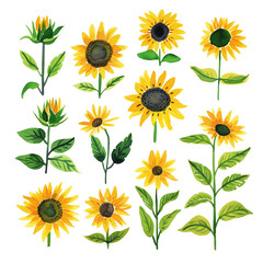 ひまわりの水彩イラスト、セット