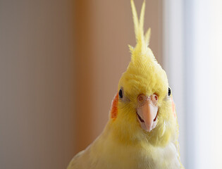 Portrait of a beautiful yellow cockatoo. Close-up of a korella parrot (Nymphicus hollandicus)....