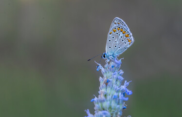 Polyeyed Blue butterfly (Polyommatus icarus) on plant