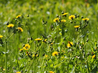 春の野原　ノゲシの黄色い花