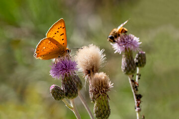 Forest Copper butterfly (Lycaena virgaureae) on plant