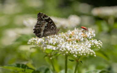 Black Murad butterfly (Brintesia circe) on the plant