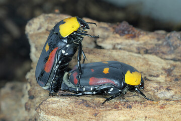 Scarab fruit beetle, Pachnoda iskuulka (Scarabaeidae). A beautiful beetle often bred by passionate...