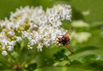 Volucella Zonaria bug on plant.