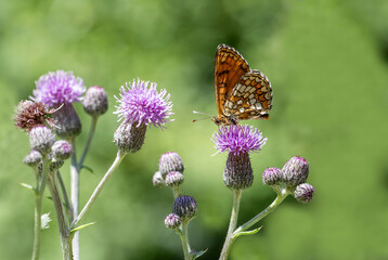 Amannisa butterfly (Melitaea athalia) on flower