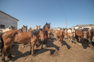 Thoroughbred horses on a farm in summer.