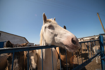 Thoroughbred horses on a farm in summer.