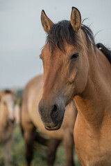 Obraz premium Thoroughbred horses on a farm in summer.