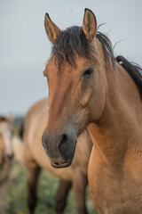 Thoroughbred horses on a farm in summer.