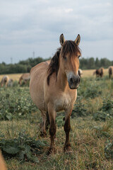 Obraz premium Thoroughbred horses on a farm in summer.