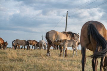Fototapeta premium Thoroughbred horses on a farm in summer.