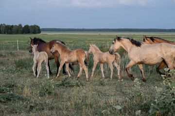 Obraz na płótnie Canvas Thoroughbred horses on a farm in summer.