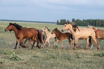 Thoroughbred horses on a farm in summer.