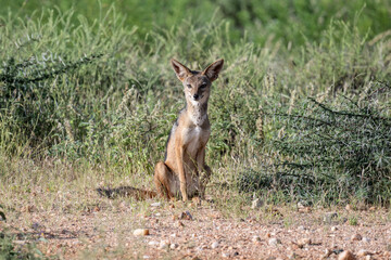 gray desert jackal in search of food and coolness in natural conditions on a sunny day in Namibia