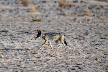 gray desert jackal in search of food and coolness in natural conditions on a sunny day in Namibia