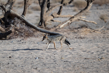 gray desert jackal in search of food and coolness in natural conditions on a sunny day in Namibia