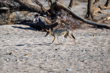 gray desert jackal in search of food and coolness in natural conditions on a sunny day in Namibia