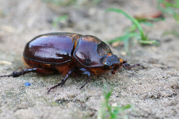 Closeup on a female of the rare European rhinoceros beetle, Oryctes nasicornis