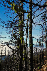 The Canary pine (Pinus canariensis) sprouts 6 months after a strong fire. The Canary pine is one of the few conifers that is capable of resprouting after a forest fire
