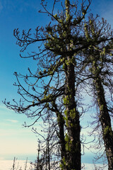 The Canary pine (Pinus canariensis) sprouts 6 months after a strong fire. The Canary pine is one of the few conifers that is capable of resprouting after a forest fire