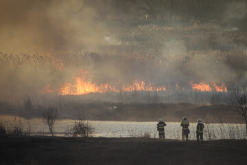 Fototapeta premium Wildfire of mostly dry reed plants in a wetland area inside a big city in Eastern Europe.