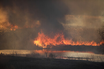 Wildfire of mostly dry reed plants in a wetland area inside a big city in Eastern Europe.