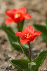 Obraz na płótnie Canvas red blooming tulips