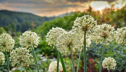 beginning of august morning in a garden dry inflorescences of onions are very decorative