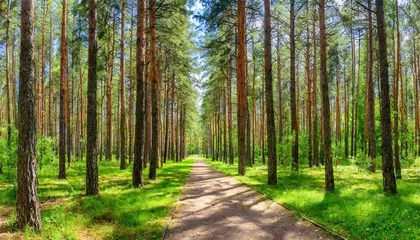 Wallpaper murals Road in forest pine forest panorama in summer pathway in the park