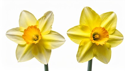 two yellow narcissus daffodil narcissus amaryllidaceae isolated on white background including...
