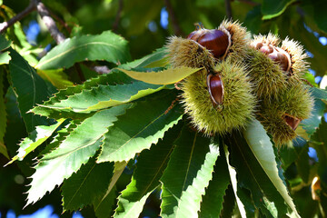 Chestnuts in hedgehogs hang from chestnut branches just before harvest, autumn season. Chestnut...