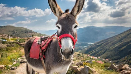 Fotobehang donkey with red harness © Richard