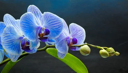 Foto op Canvas orchid blue flower © Richard