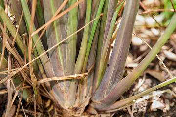 Close-up of Lemongrass in vegetable garden