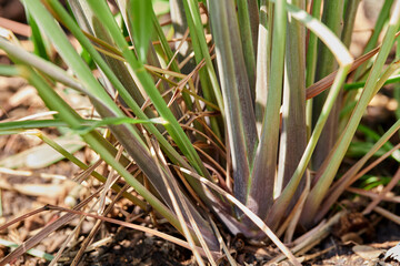 Close-up of Lemongrass in vegetable garden