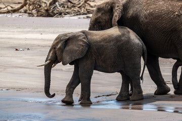 gray large African elephants in a large family with young offspring in the natural environment in a...