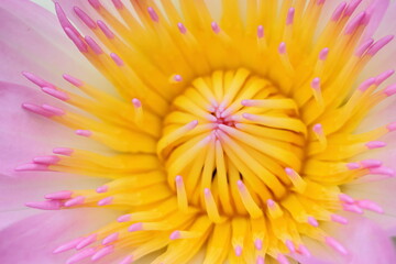 Vibrant Colors of Water Lily Close-Up