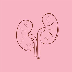 hand drawn kidney vector isolated illustration